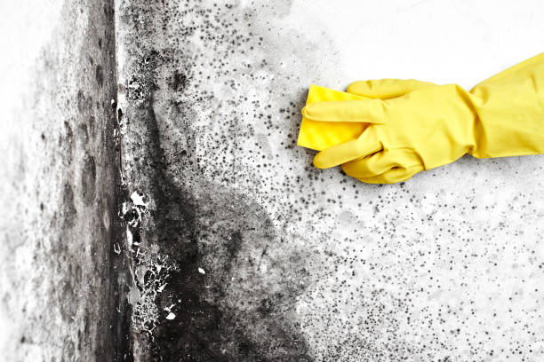 Professional Mold Remediation in Twinsburg, OH